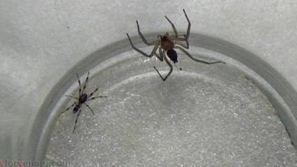 White Tailed Spider vs Flat Bark Spider