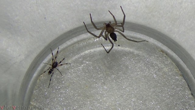 White Tailed Spider vs Flat Bark Spider