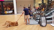 Quand un chien refuse d'aller sur l'escalator