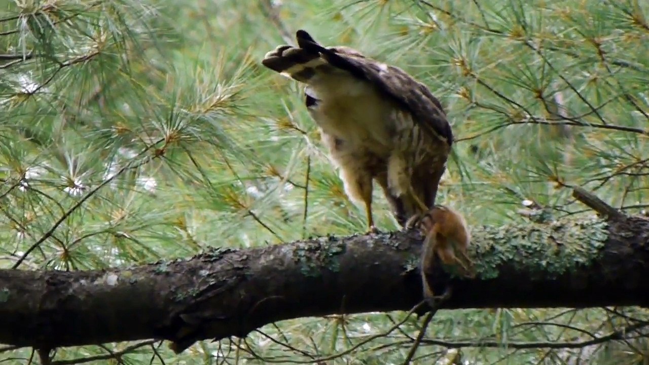Broadwing Hawk eats a chipmunk