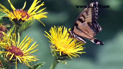 Learn Colors, Teach Colors, Color Songs for KIDS - Color Yellow