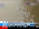 危急！長江江豚減少 僅剩1012頭農業農村部檢測顯示，按照目前的約算，長江江豚的數量爲1012頭。據往年數據，長江江豚種群數量大幅下降的趨勢已得到遏制，但其極度瀕危的形勢依然嚴峻。點擊視頻了解！#CCTV更多CCTV精彩內容請點擊：goo.gl/kpqfa9