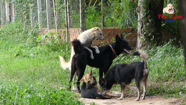 Sweet Sweet With Village Animals - More Useful Pet Care
