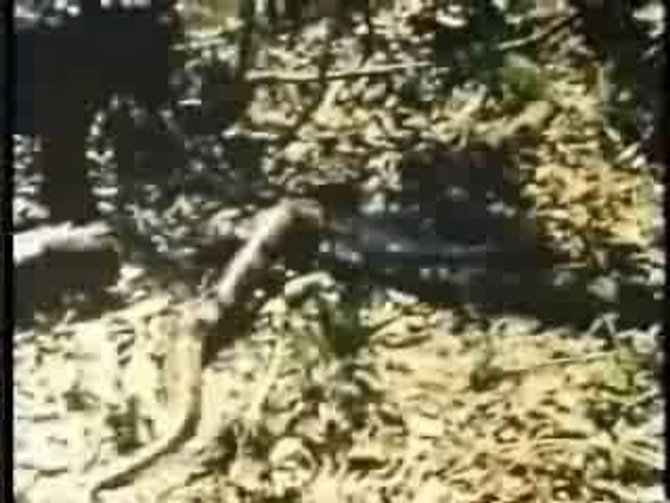 JAGUAR CHASSE UN ANACONDA