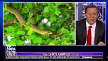 The Greg Gutfeld Show 7/28/18 | Fox News