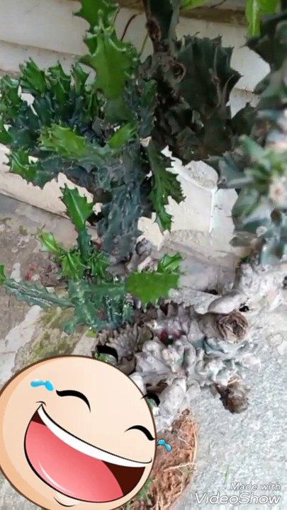 Green show plant