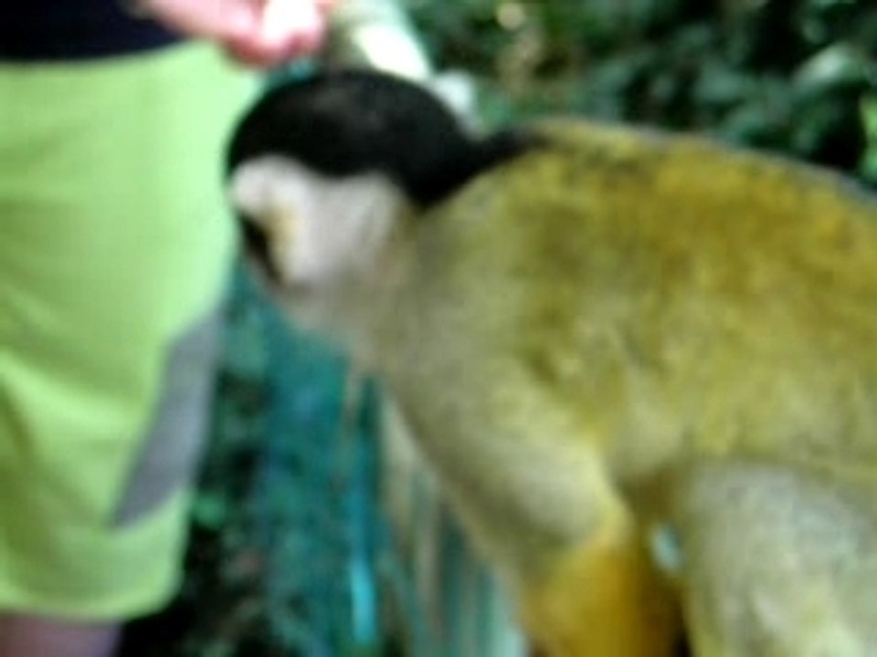 une caresse au petit singe