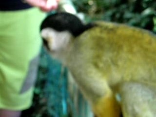 une caresse au petit singe