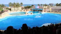 VLOG INCROYABLES DAUPHINS & ORQUES À MARINELAND !