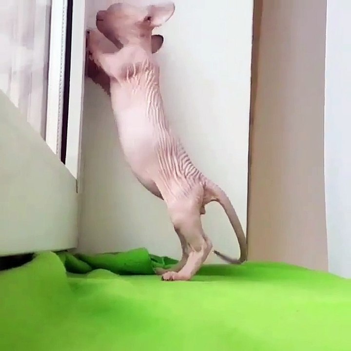 OMG, what animal is this?