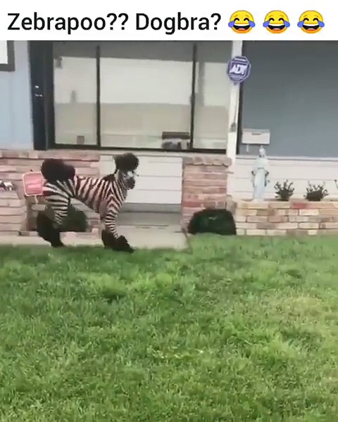 Prank Video