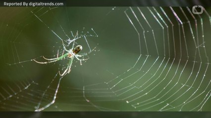 Spider Silk Can Be Used to Repair Nerves