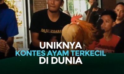 Скачать видео: Uniknya Kontes Ayam Terkecil di Dunia