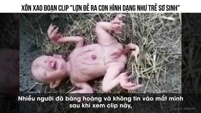 XÔN XAO ĐOẠN CLIP LỢN ĐẺ RA CON HÌNH DẠNG NHƯ TRẺ SƠ SINH