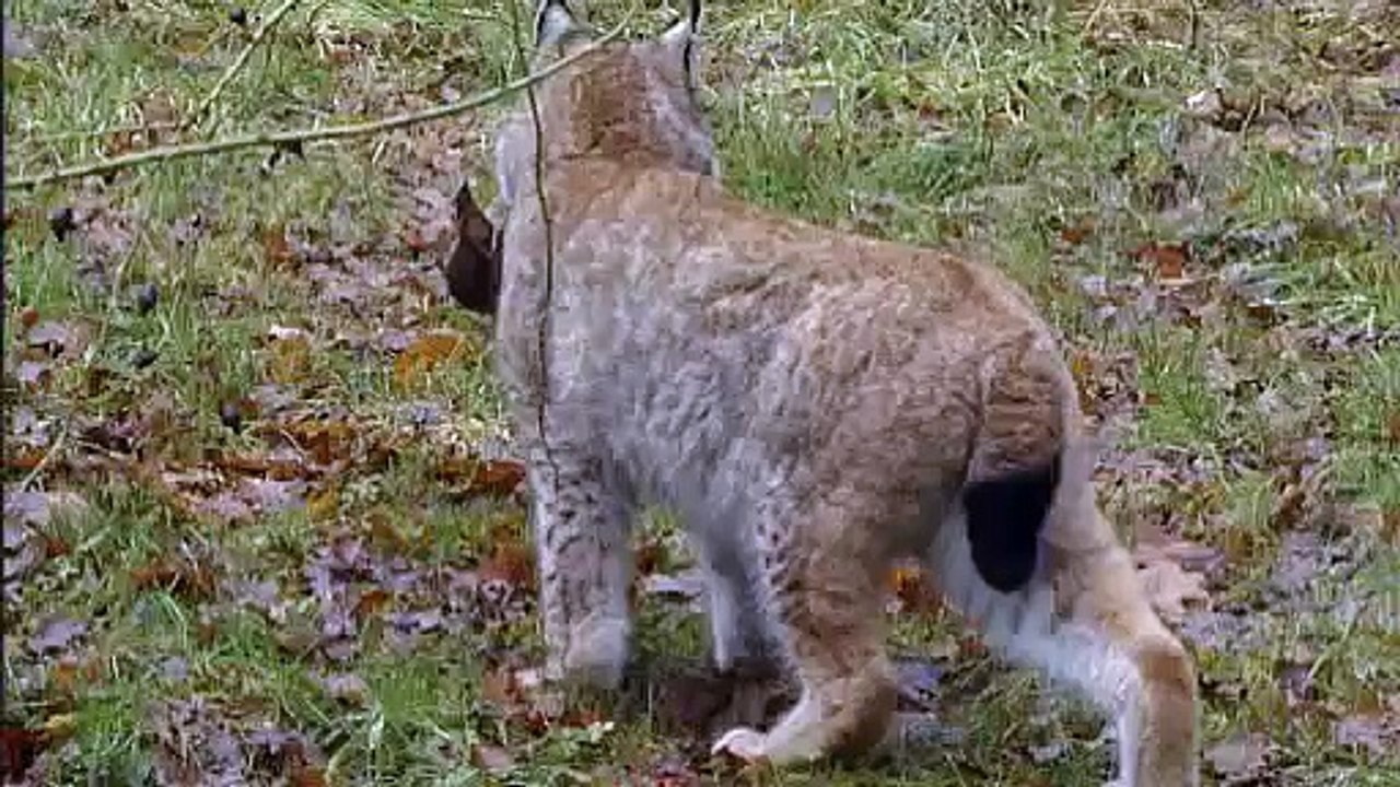 Lynx with rabbit in mouth