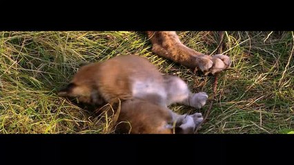 [National Geographic] Wild Russia 2009 - The Great Divide