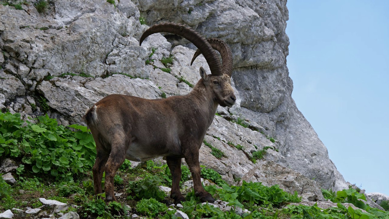 Bouquetin des Alpes (H265) (4K) Ibex, the king's return