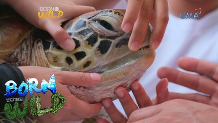 Born to Be Wild: Doc Nielsen saves a green sea turtle in critical condition