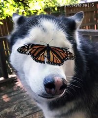 Dog vs butterfly