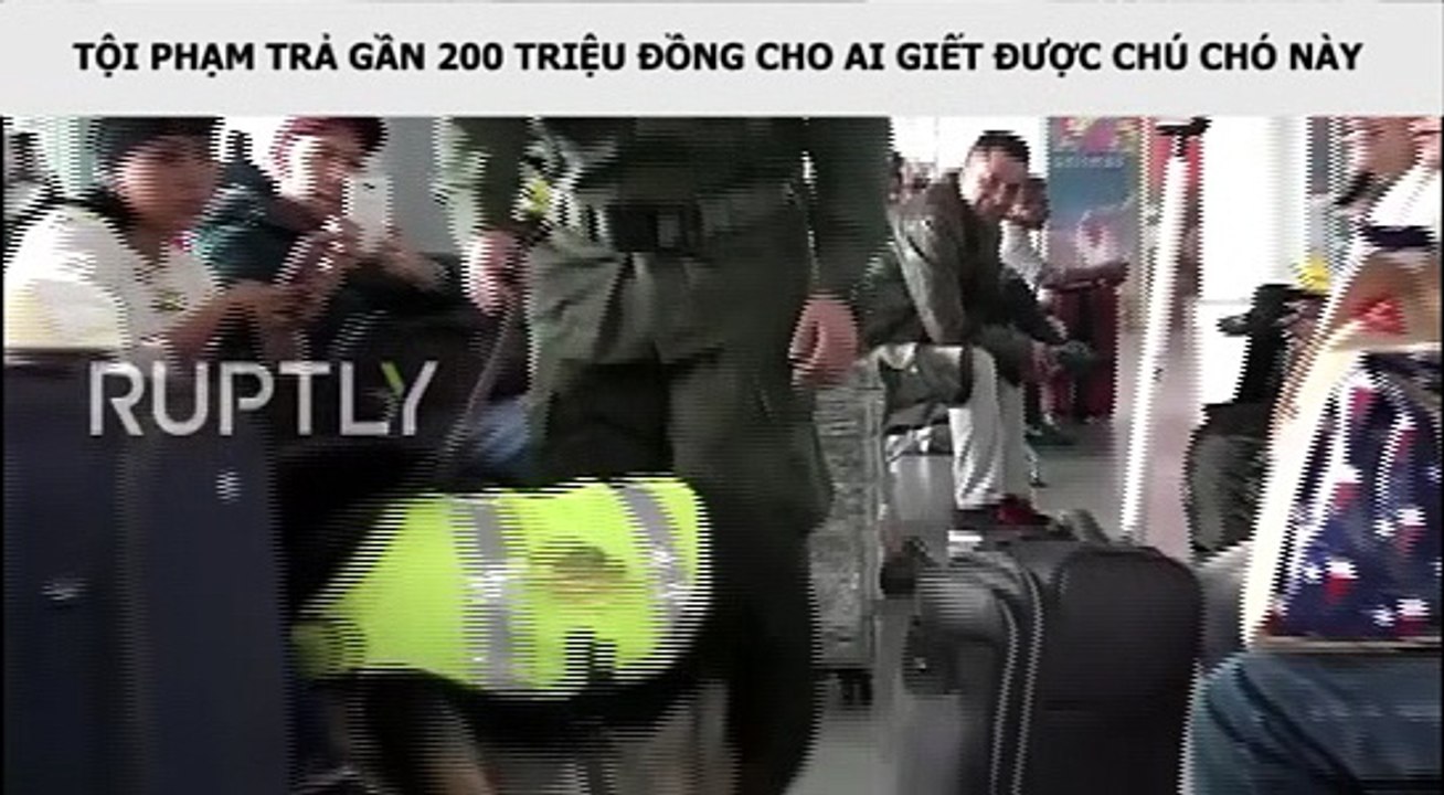 TỘI PHẠM TRẢ GẦN 200 TRIỆU ĐỒNG CHO AI GIẾT ĐƯỢC CHÚ CHÓ NÀY