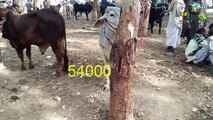 Beautiful Sahiwal bull from Punjab Pakistan Urdu|hindi|punjabi video 2018 | By How To Animals |