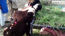 Dera ghazi khan kajlay chatra sahiwal bakra mandi  urdu|hindi| video 2018 | By How To Animals