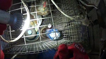 Квочка снесла яйцо! Обращаем внимание на поведение цыплят