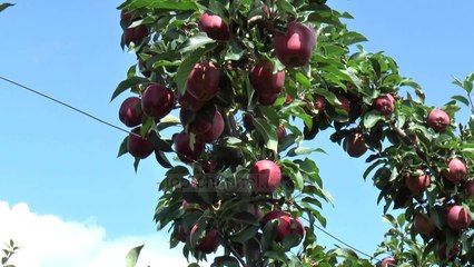 Fermerët e Dibrës: Kemi superprodhim, të krijohen kooperativat - Top Channel Albania - News - Lajme