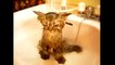 Funny Crazy Cats Playing in Water & Taking Baths Funny Kitty Cats, Funny Pets, Funniest An
