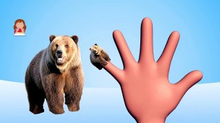 Lets Learn Finger Family Song with Bear, Finger Family Bears, Kids Fun Learning Videos