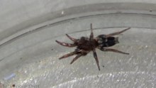 Lampona Species vs Lynx Spider