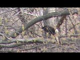 Bald Eagle Eating Trout