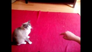 How to hypnotize a cat!!! Como hipnotizar um gato!!!