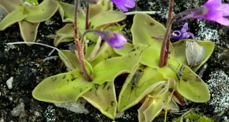 Arctic Secrets S02xxE01 Rhythm of the Bay - Part 02