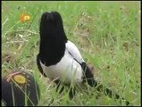 قەلەکەی کوردستان قسە دەکا Black-Billed Magpie Speaks in Kurdish