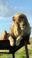 Impressive Lion Enjoys Autumn Breeze