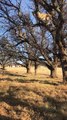 Did You Know Lions Can Climb Trees?