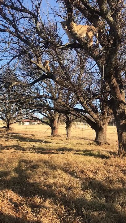 Did You Know Lions Can Climb Trees?