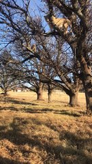 Did You Know Lions Can Climb Trees?