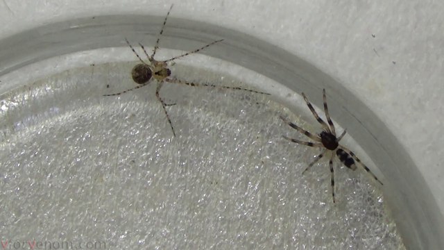 Pirate Spider vs White Tailed Spider