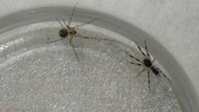 Pirate Spider vs White Tailed Spider