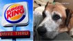 Burger King beri anjing dengan kanker cheeseburgers untuk seumur hidup - TomoNews