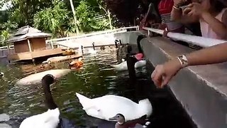 Duck feeding @Eco Green Park, Batu Malang