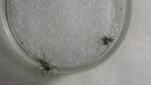 Flat Bark Spider vs Jumping Spider
