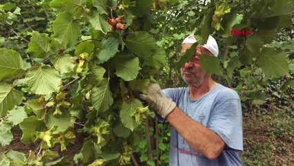 Ordu Fındık Üreticisi 15 TL Fiyat Bekliyor Hd