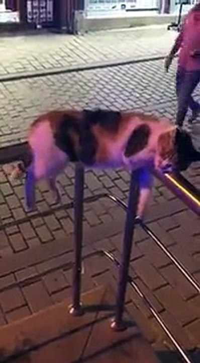 Hilarious Cat Sleeping On The Railing