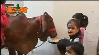 Animal Bakra Eid Funny Punjabi Tezabi Totay 2016 YouTube
