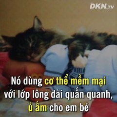Chú mèo hoang cứu sống một em bé khỏi bị đóng băng trong thời tiết âm độ C ở Nga! 