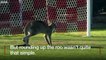 Kangaroo pitch invader halts Australian football game - BBC News