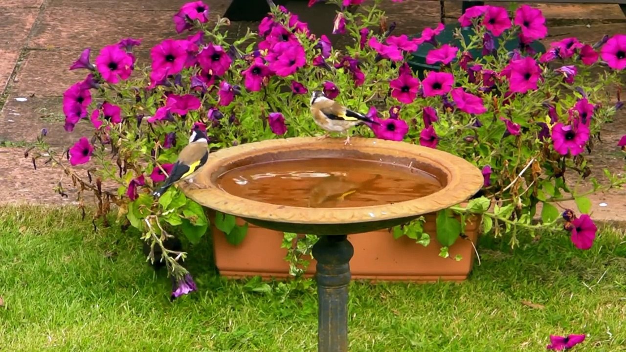 Goldfinch Bird Song and Sounds Birds Singing One Hour of Beautiful Goldfinches